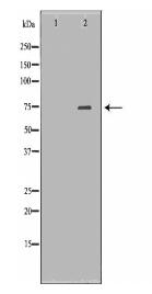 ARHGAP25 Antibody