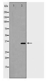 ANXA5 Antibody