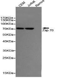 ZAP-70 Mouse mAb