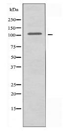 AASS Antibody