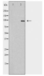Clock Antibody