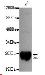 DsbA-Tag Mouse mAb