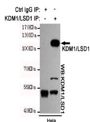 KDM1/LSD1 Mouse mAb