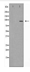 AAK1 Antibody