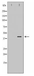 ANXA1 Antibody