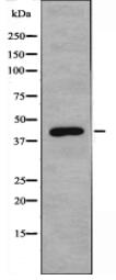DLX3 Antibody
