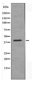 CACNG7 Antibody