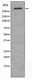 CEP290 Antibody