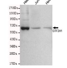 GTF2H1 Mouse mAb