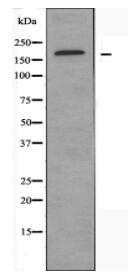 BAI1 Antibody
