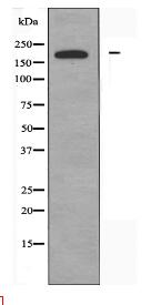 ARFGEF2 Antibody