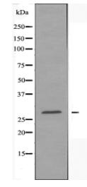 DUSP19 Antibody