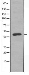 GPR175 Antibody