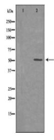 HNF4A Antibody