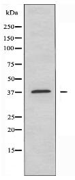 ARG2 Antibody