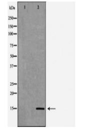 Histone H3K4me1 Antibody