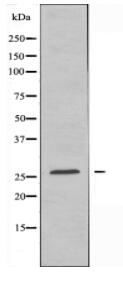 BCA3 Antibody