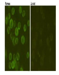 CD19-FITC (FITC-Conjugate) Mouse mAb