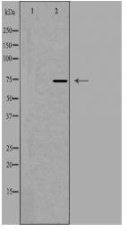 CEP76 Antibody