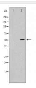 ATP6AP1 Antibody