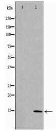 CCL28 Antibody