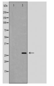 BDNF Antibody