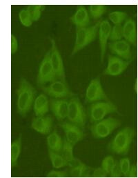 TUBB-FITC (FITC-Conjugate) Mouse mAb