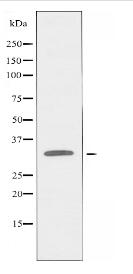 ACTHR Antibody