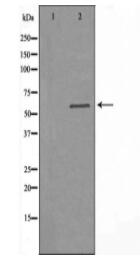 ARSF Antibody
