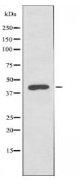 CADM3 Antibody