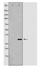 APOA1 Antibody