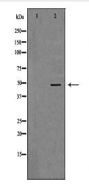 APOBEC3G Antibody