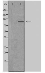CDH3 Antibody