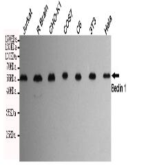 Beclin 1 Mouse mAb