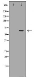 FANCC Antibody