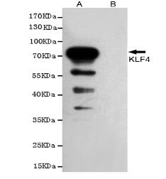 KLF4 Mouse mAb
