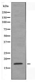 BUD31 Antibody