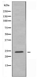 BCLW Antibody