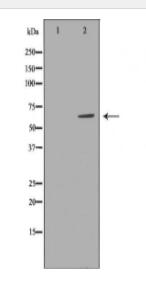 ATL1 Antibody