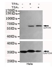 c-Fos Mouse mAb