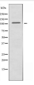 GPR144 Antibody