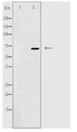 CCDC99 Antibody