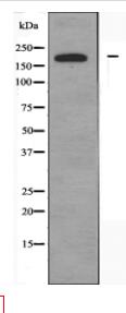 AS250 Antibody