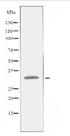 APOL4 Antibody