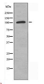 AOX1 Antibody