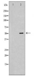 ENPP7 Antibody