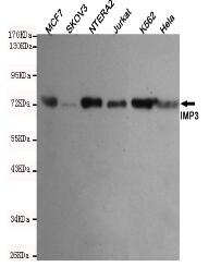 IMP3 Mouse mAb