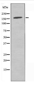ARHGEF10 Antibody