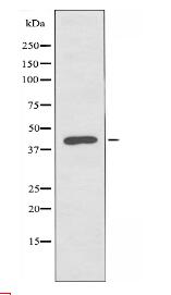 ACTL6A Antibody