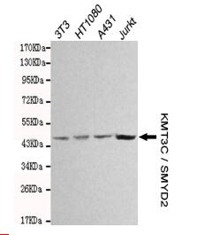 KMT3C/SMYD2 Mouse mAb